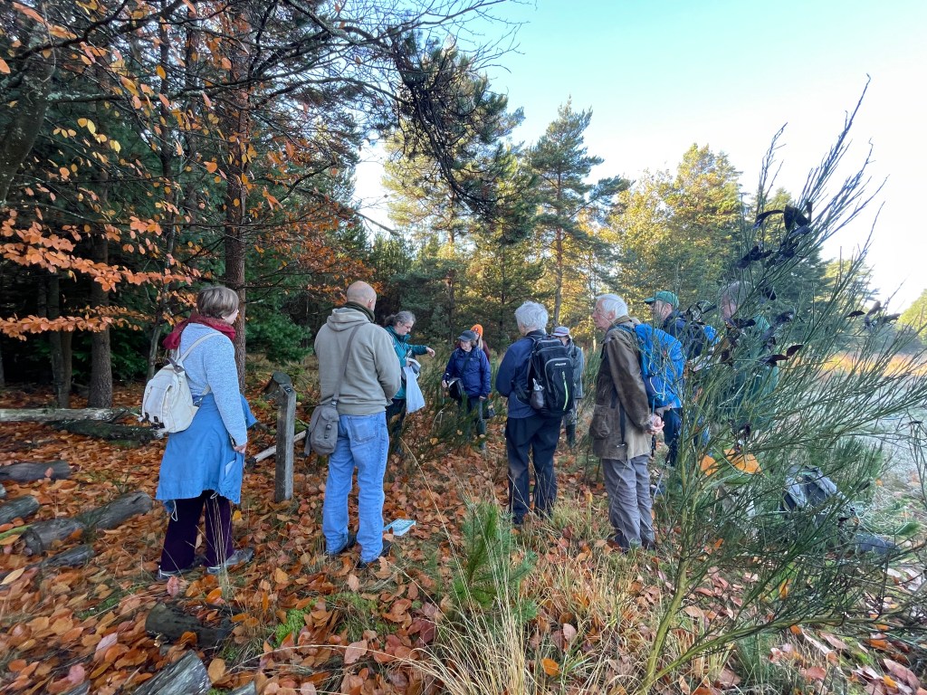 Conifer Workshop - Jo Stephen
